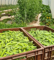 La Ferme de Goas Per - Petit pois bio - 500gr