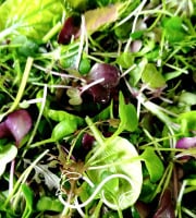 Nature et Saveurs - Ferme Aquaponique et Permacole Astérienne - Mesclun de Pousses