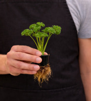 Nature et Saveurs - Ferme Aquaponique et Permacole Astérienne - Persil frisé vivant – fraîcheur aérée et coupe à la demande