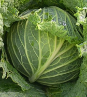 Aux Jardins des Colibris - 2kg de Chou frisé Bio
