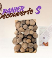 Les Myconautes - Panier Myconautes champignons bio - Taille S