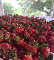 La Ferme des Prun'Elles - Fraises