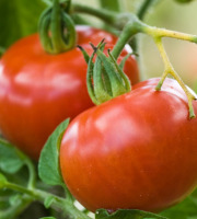 Maréchal Fraicheur - Tomates rondes - 1 kg