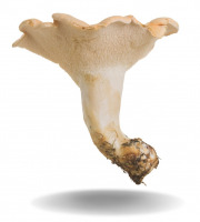 Naturélium - Le pied de mouton sauvage 1,5kg