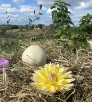Ferme Sinsac - courge blanche poivrée