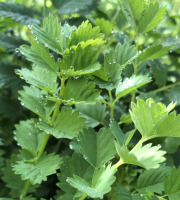 Nature et Saveurs - Ferme Aquaponique et Permacole Astérienne - Pimprenelle fraîche – l’aromatique vivace au goût de concombre