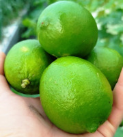 Nature et Saveurs - Ferme Aquaponique et Permacole Astérienne - Citron Vert Lime Tahitien