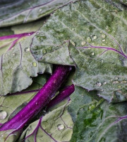 Nature et Saveurs - Ferme Aquaponique et Permacole Astérienne - Chou-Rave Violet Jeunes Feuilles 50g