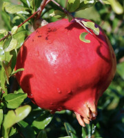 L'OLIVERAIE DU COUDON - GRENADES BIO 4 KG ( ENVIRON 12 a 14 fruits ) Wonderful