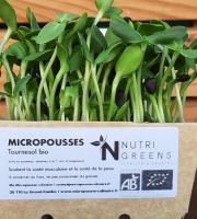 Ma Micropousse culinaire - Micro pousses de tournesol Bio 8 barquettes