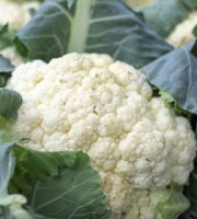 ChâteauFer - Chou-fleur