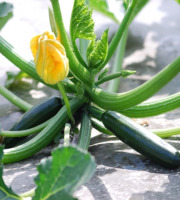 La Boite à Herbes - Courgette 3kg Bio