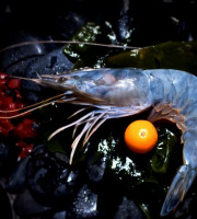 Obsiblue - Gambas bleues de Nouvelle-Calédonie - Gambas Bleues De Nouvelle-calédonie - Calibre 21-30 - 6 x 1kg