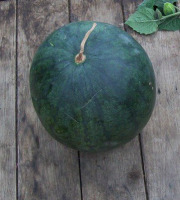 HERBA HUMANA - Pastèque 5kg