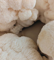 Les Myconautes - Hericium Bio - Cagette 1kg