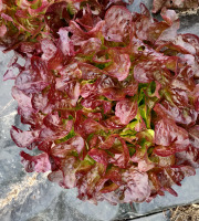 Ferme de la ville basse - Salade Feuille de chêne rouge Bio