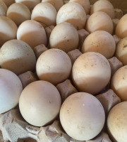 Des Poules et des Vignes à Bourgueil - 30 œufs de cane