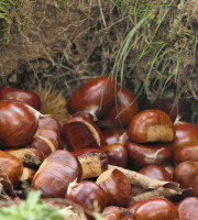L'Art des Châtaignes - [Précommande] Châtaignes fraîches BOUCHE ROUGE bio, tri spécial pour Marrons Glacés