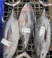 Poissonnerie La Piriacaise - Thon Patudo