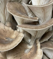 Naturélium - Le black pearl japonais 1,5kg