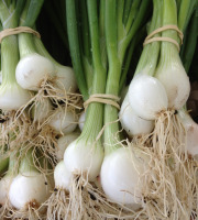 Le Potager de Sainte-Hélène - Oignon blanc botte