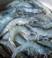 Eauzons ! - Crevettes Vannamei (tropicales,  aquaponie eau salée)