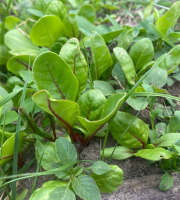 Des Poules et des Vignes à Bourgueil - Plants de Blette