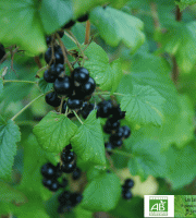 LES JARDINS DE KARINE - Cassis surgelé - 1kg