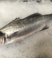 Godaille de l'Armement Cherbourgeois - En Direct du Bateau - Bar Sauvage Pièce De 2kg