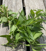 Ferme Sinsac - Verveine citronnée en botte par 500 grs