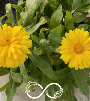 Nature et Saveurs - Ferme Aquaponique et Permacole Astérienne - Souci Calendula (10 Fleurs Fraiche)