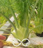 Nature et Saveurs - Ferme Aquaponique et Permacole Astérienne - Fenouil aquaponique — croquant, anisé et précis