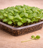 Nature et Saveurs - Ferme Aquaponique et Permacole Astérienne - Micropousses de bourrache coupées - 7,5g