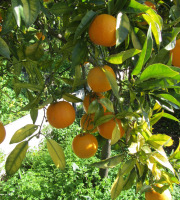 Le Jardin des Antipodes - Orange Amère Non Traité, Pour Vos Confitures Et Sauces.