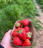 Le Maraîcheur - Lot de 4 barquettes de fraises bio sur sol vivant