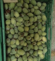 Les Jardins de Mondpa - goyave ananas "Feijoas"