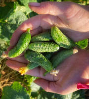 La Ferme d'Artaud - Cornichons frais - 1 kg
