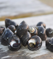 Brest Marée - Bigorneaux Cuits - 500g