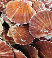 SARL O GRE DES VENTS - Coquilles Saint-Jacques vivantes coraillées Normandie 6Kg