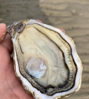 Huitres Spéciales d'Utah Beach Hamel et fils - Huîtres Spéciales d’Utah Beach N°0x30