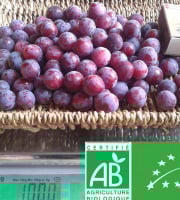 LES JARDINS DE KARINE - Prune Damas surgelée avec noyau - 1kg