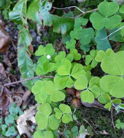 Rébecca les Jolies Fleurs - Herbes fraiches :L'Oxalis