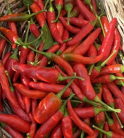 La Cabane à plantes - Piment Cayenne