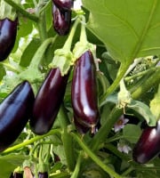 Nature et Saveurs - Ferme Aquaponique et Permacole Astérienne - Aubergine Little Finger – fine, tendre et savoureuse