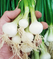 Ferme Joos - Oignons blancs - botte de 5
