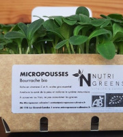 Ma Micropousse culinaire - Micro pousses de bourrache Bio 16 barquettes