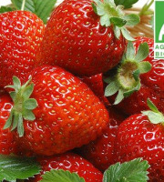 Mon Petit Producteur - Fraise Bio Cirafine [vendu Par 250g]