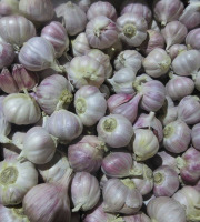 La Ferme De Jérôme - Ail Rose - Ail Rose Petit Calibre  - 1kg