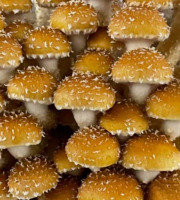 Naturélium - La pholiote du châtaignier 1,5kg