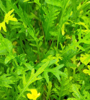 Nature et Saveurs - Ferme Aquaponique et Permacole Astérienne - Roquette Sauvage (Feuilles Fraiches)